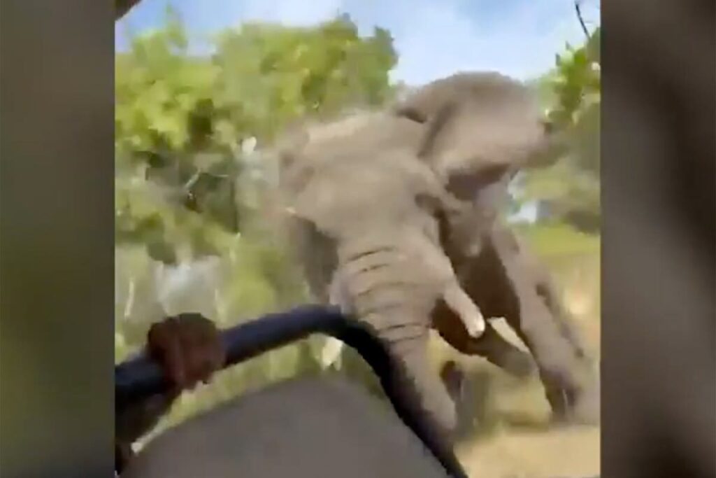 American tourist, 80, killed by charging elephant in Zambia