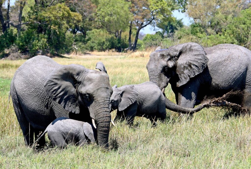 Botswana threatens to flood Germany with 20,000 elephants for limiting import of hunting trophies into EU