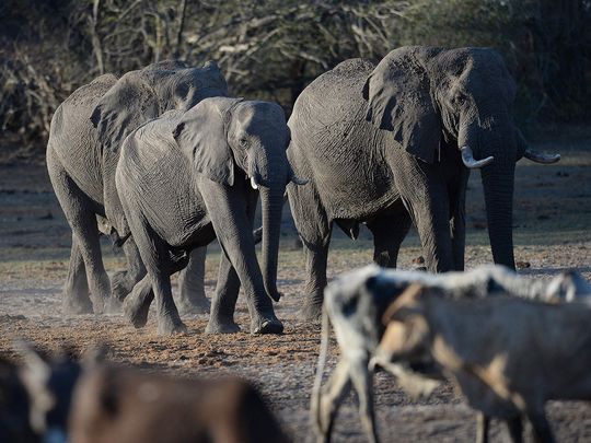 Botswana vows to send elephants to Germany in hunting row