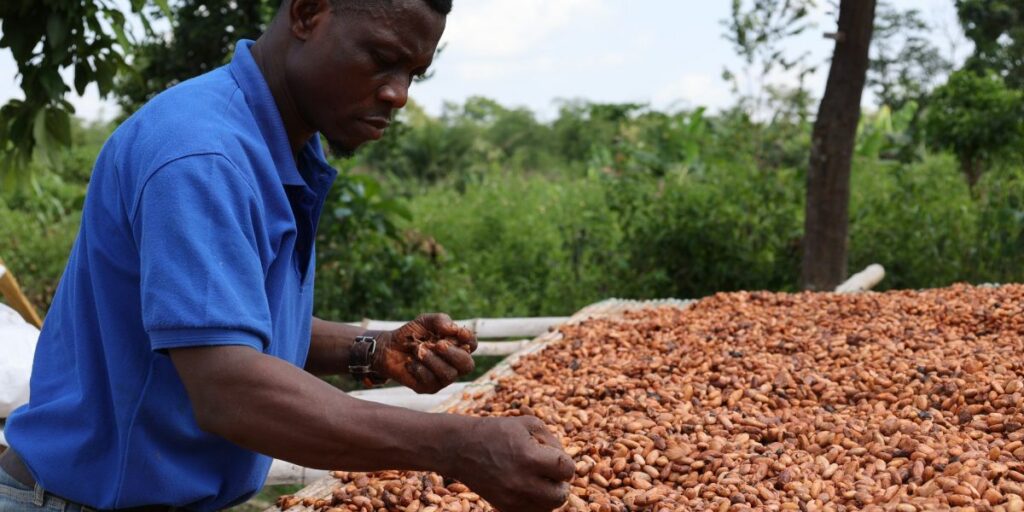 Chocolate inflation: Wholesale cocoa cost highest in a decade