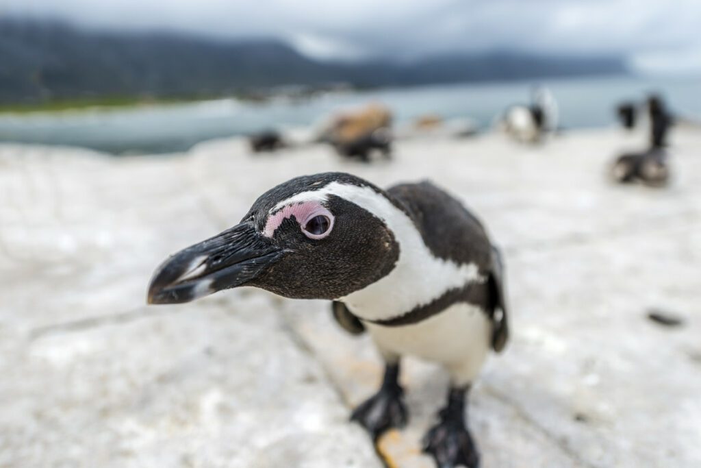 Curious Penguin Crashes Man’s Bodyboarding Session in South Africa Like a Total Pro