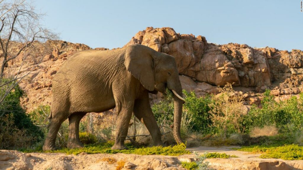 Desert elephants are finding friends in the drylands of Namibia