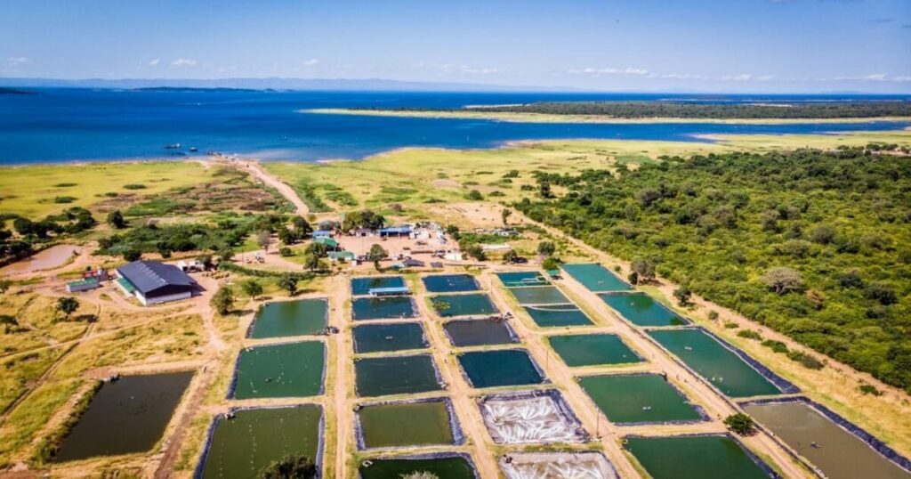 Details announced for Aquaculture Africa event