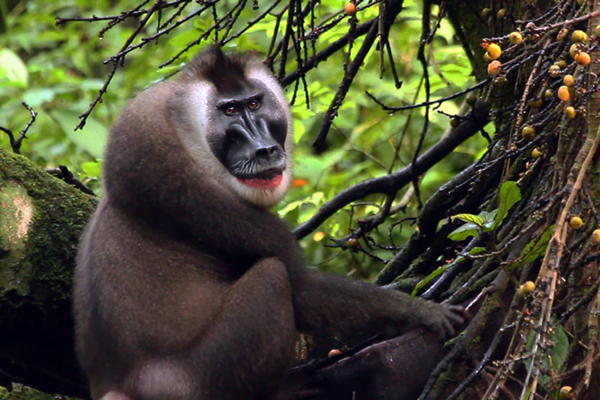 A Bioko drill (Mandrillus leucophaeus poensis). Photo courtesy of the Drill Films.