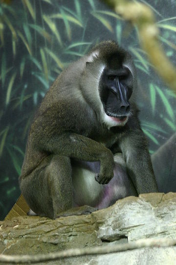 A drill (Mandrillus leucophaeus) at Chicago's Lincoln Park Zoo. Drills inhabit Equatorial Guinea and are regarded by the IUCN as the highest priority African primate. Photo by Grendelkhan.