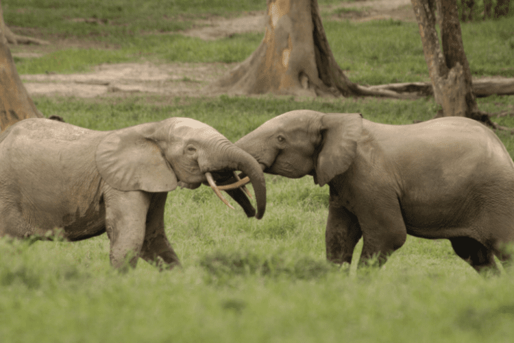 Forest elephants are the ‘glue’ holding Congo rainforests together