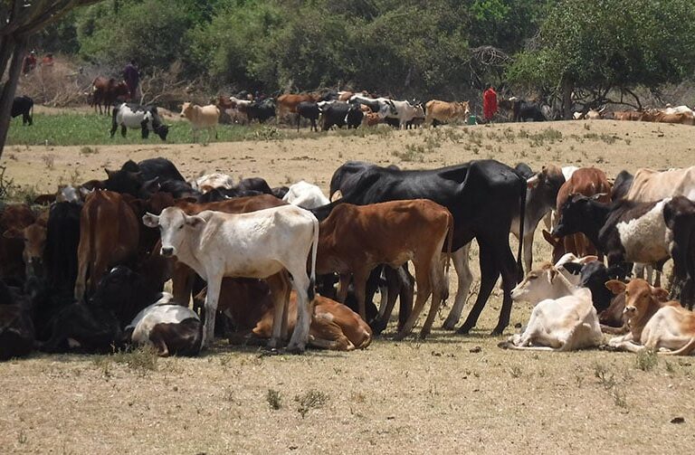 Maasai herders with their cattle. Image ©️ The Oakland Institute