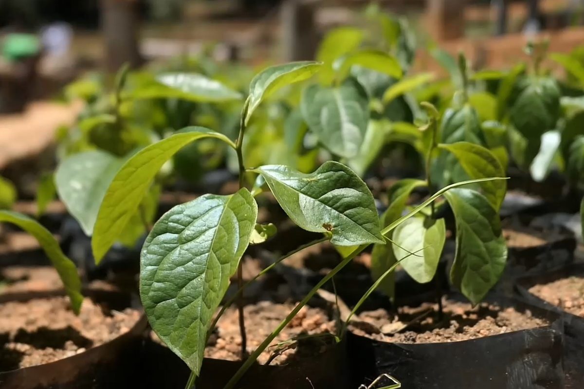 Young persimmon plants