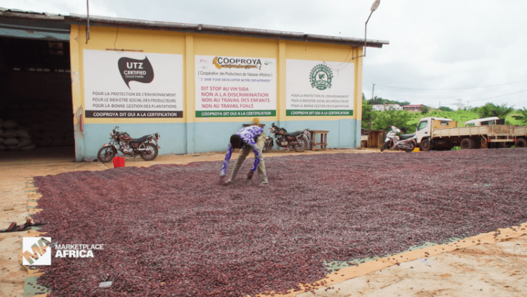 Ivory Coast is planting the seeds of sustainability