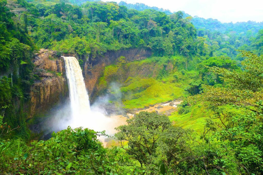 Mighty Earth | Cameroon