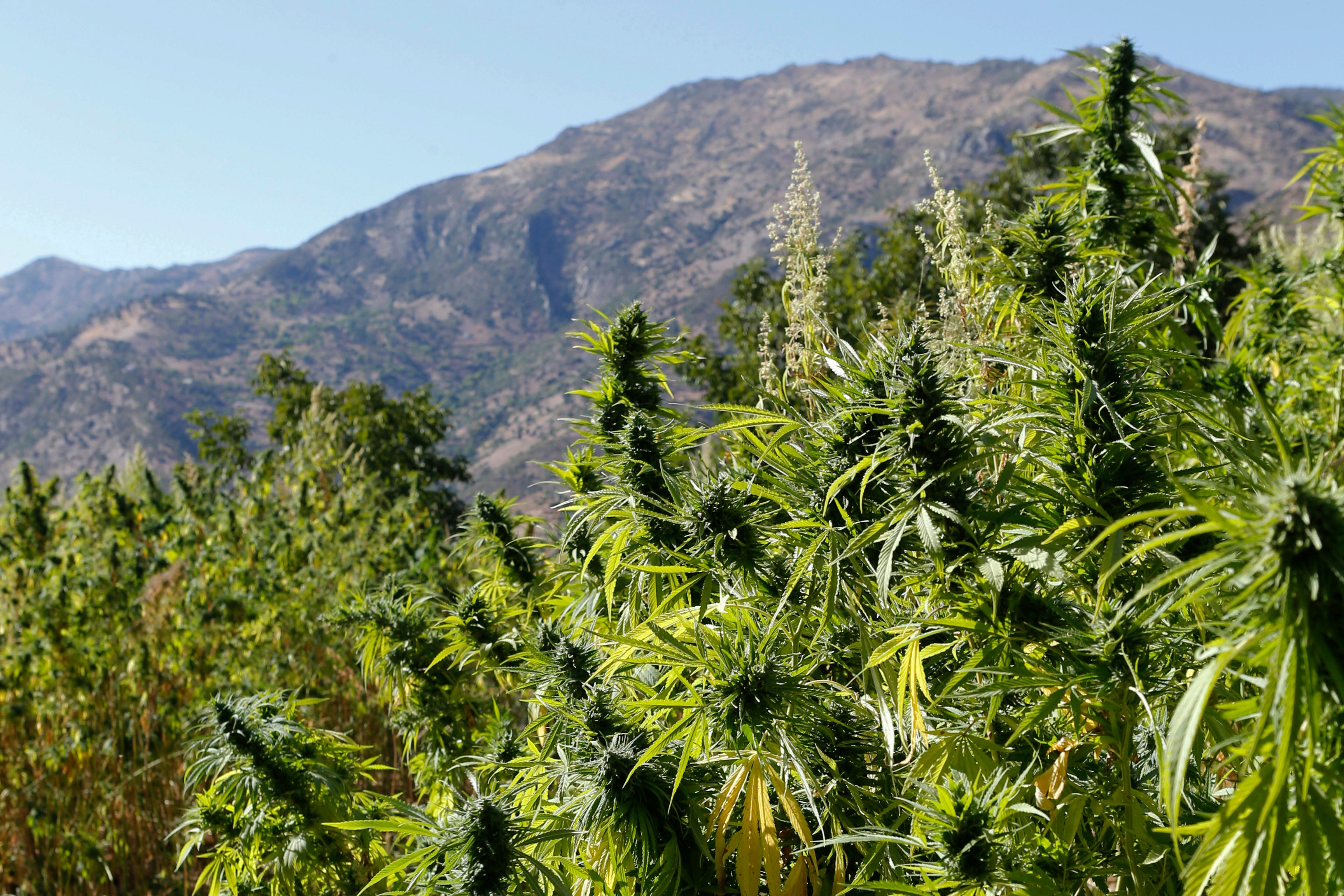 Marijuana plants grow in Morocco