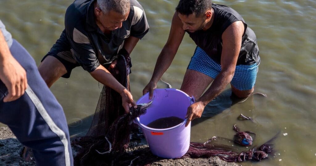 New partnership promotes tilapia welfare in Egypt