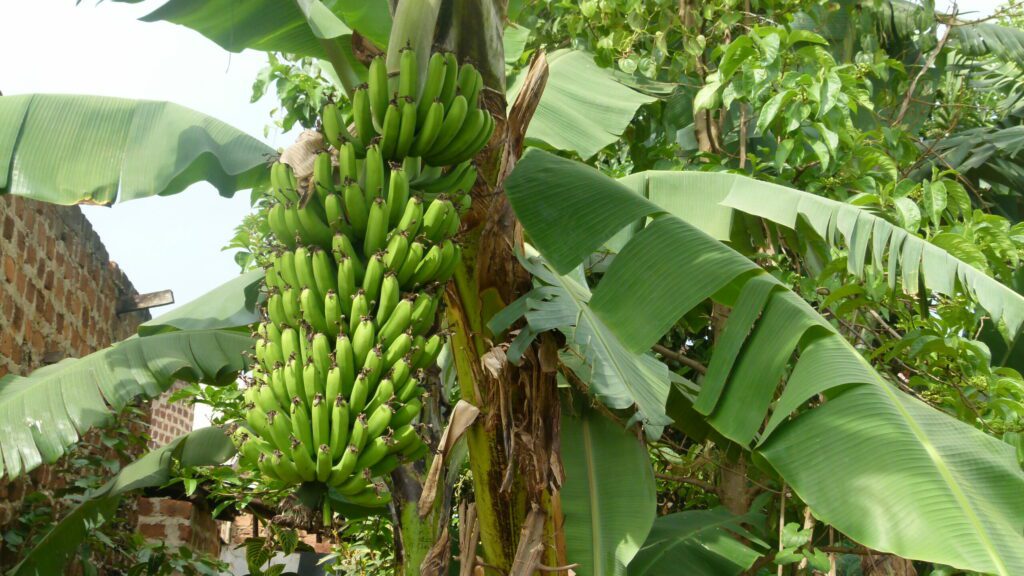 Newly passed Biosafety and Biotechnology Bill in Uganda