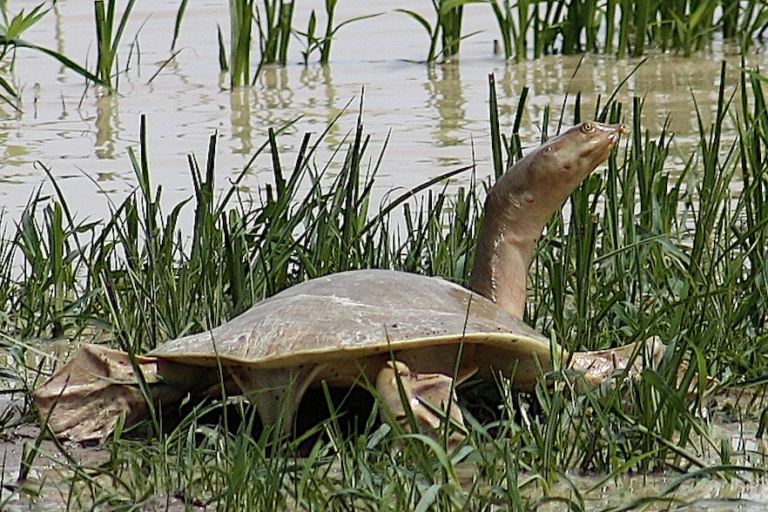 Nubian flapshell turtle (Cyclanorbis elegans) in its preferred riverbank habitat. Image courtesy of ONG OeBenin via Wikimedia Commons (CC BY-NC).