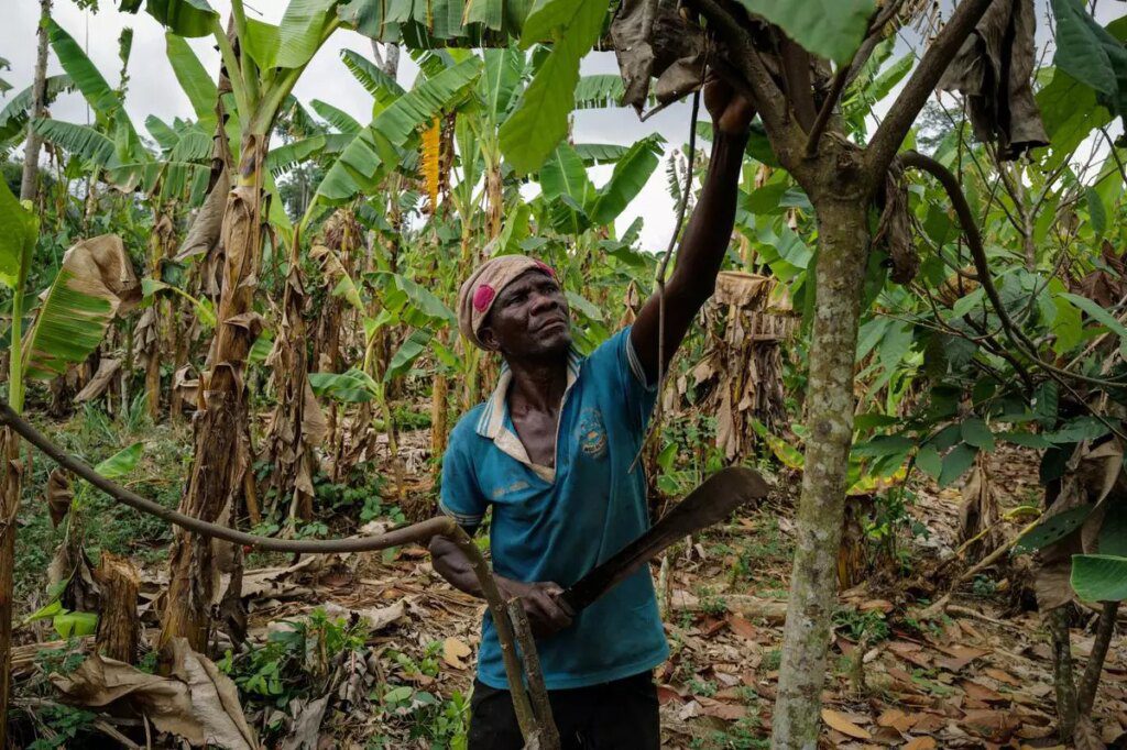 Spotlight | As global cocoa prices hit record highs, farmers in Africa are still losing out