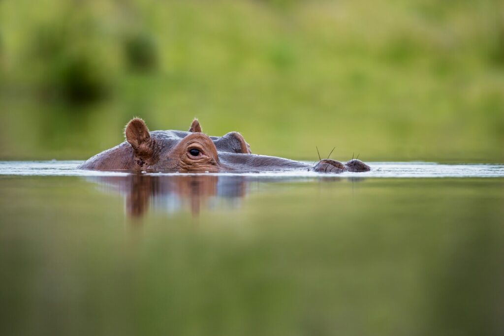 The eyes and ears of a saltwater hippo peer out about the surface of a body of water