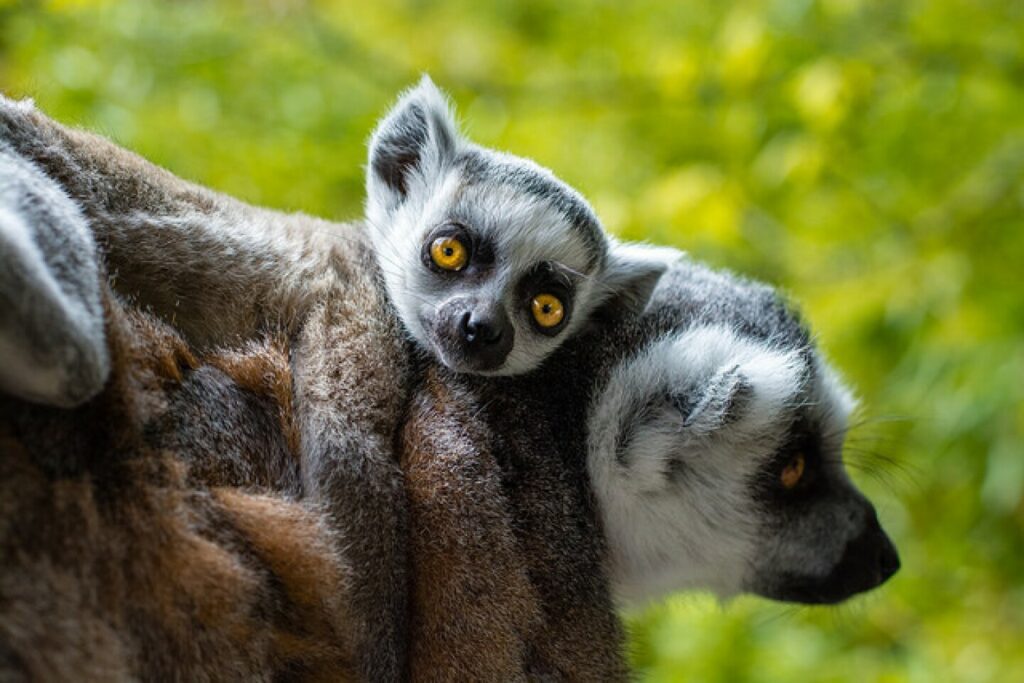 There are 33 species of lemurs in Madagascar.