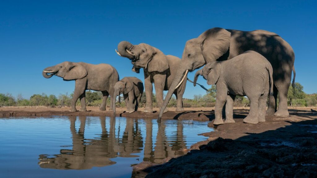 Why are Botswana and Germany feuding over elephants?