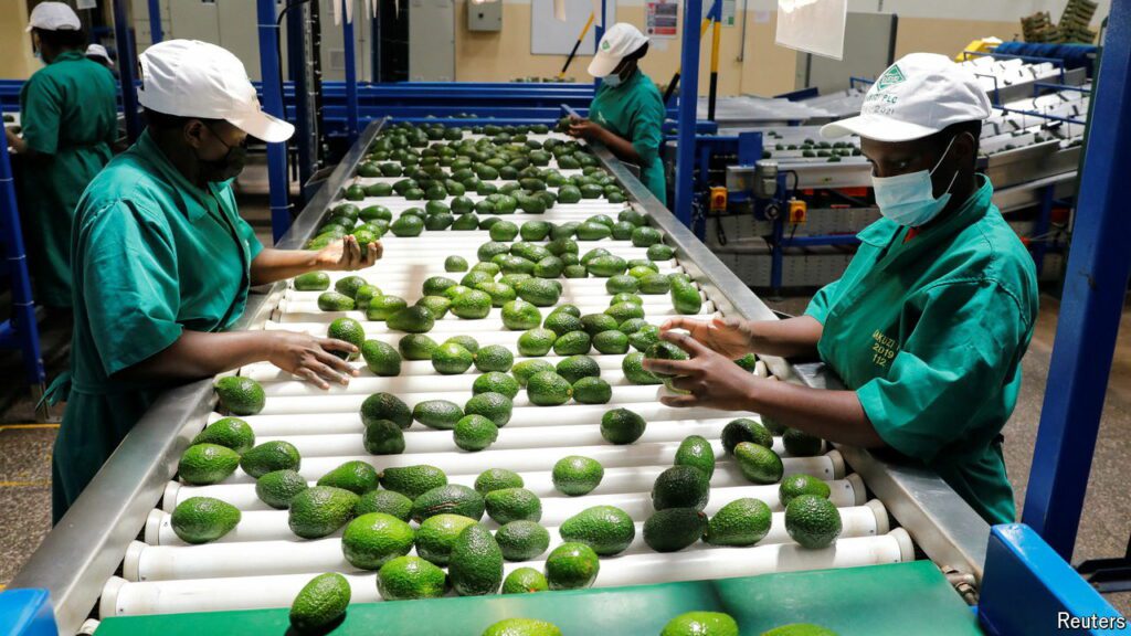 Why avocados are driving another sort of green economy in Kenya