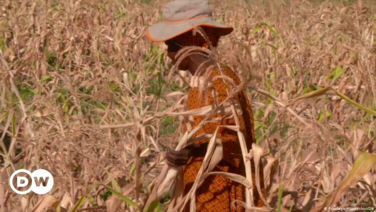 Zimbabwe declares national disaster amid El Nino drought – DW – 04/03/2024