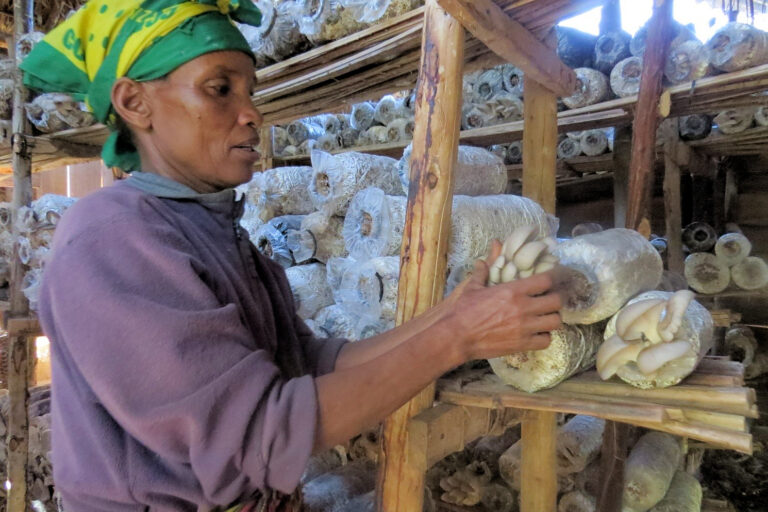 Mushroom grower Magdalena Gwasuma, wearing a purple polo shirt and a green and yellow headtie, handling oyster mushrooms growing from rolls of substrate in a roughly constructed shelf. Image courtesy Philbert Kagaruki/Sokoine University of Agriculture.