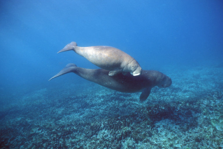 A dugong swimming with a calf off the coast of Australia. Image © naturepl.com / Doug Perrine / WWF.