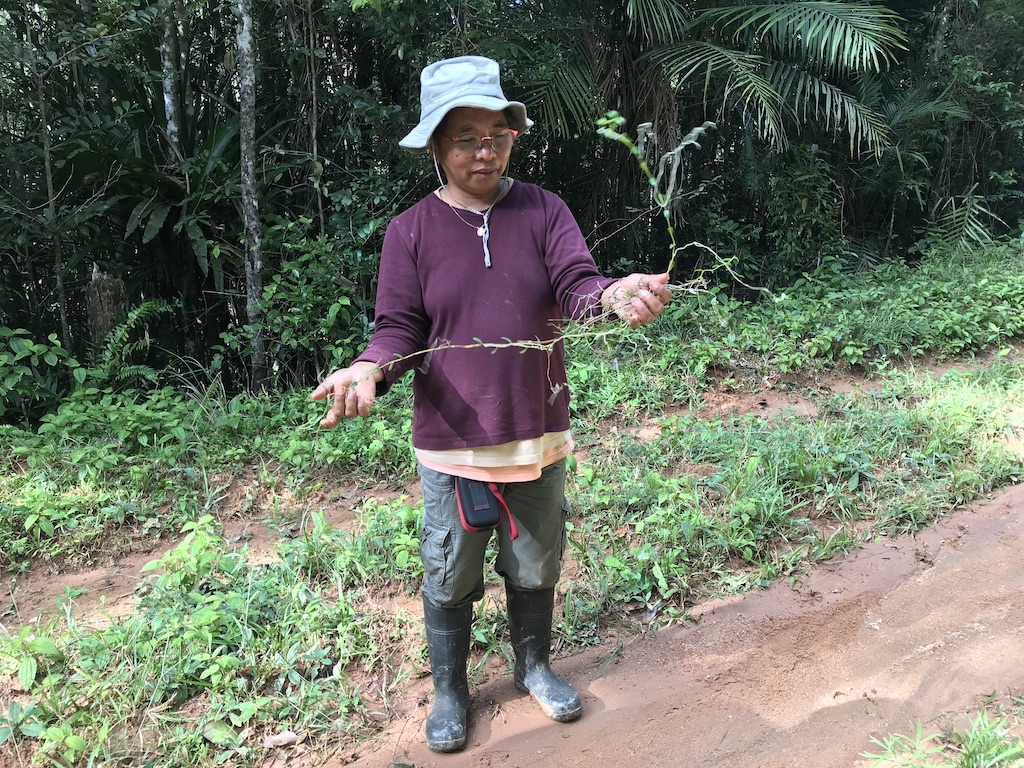 Botanist and study co-author Brigitte Ramandimbisoa holds a nonflowering S. impraedicta. Image courtesy of Simon Verlynde.