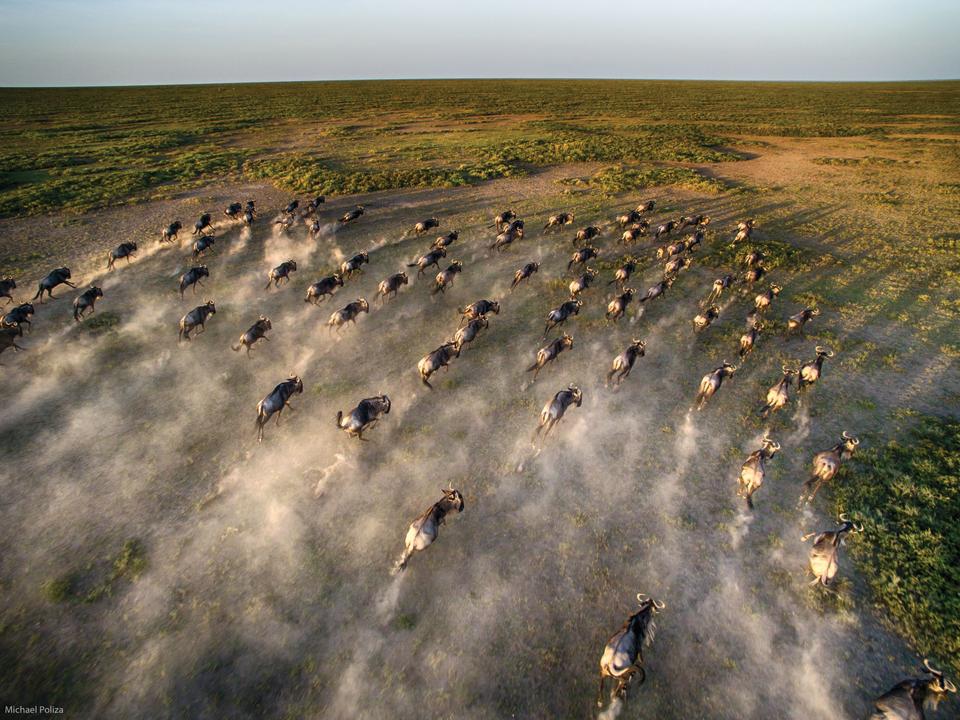 The Great Migration in Africa allows you to witness safaris of a Lifetime. PHOTO: andBeyond