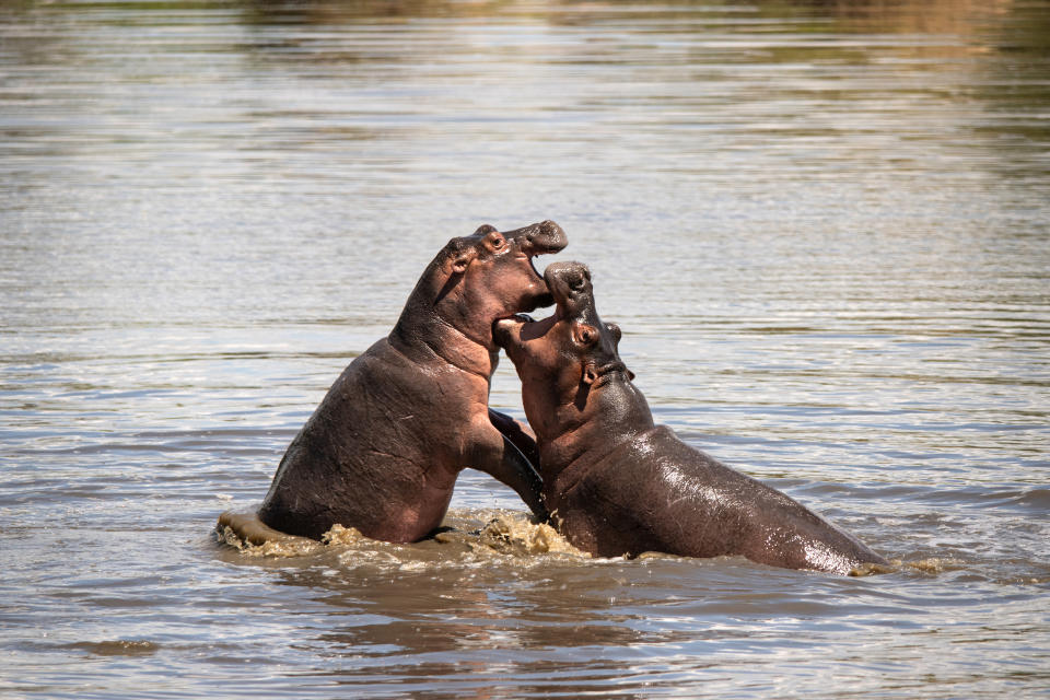 Tanzania Grumeti Serengeti River Lodge sees wildlife hippos playing in river. PHOTO: andBeyond
