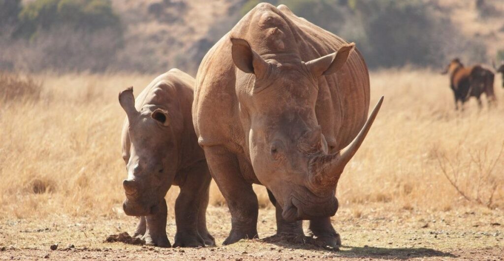 South Africa’s 70,000kg rhino horn stockpile must be burnt to prevent illegal trading