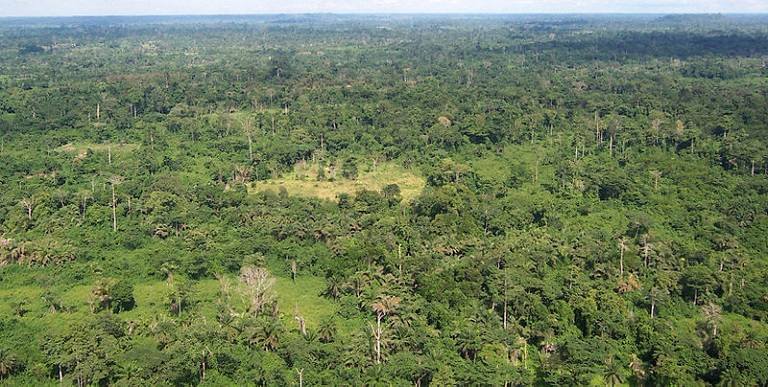 Liberian tropical forest. Image via USAID