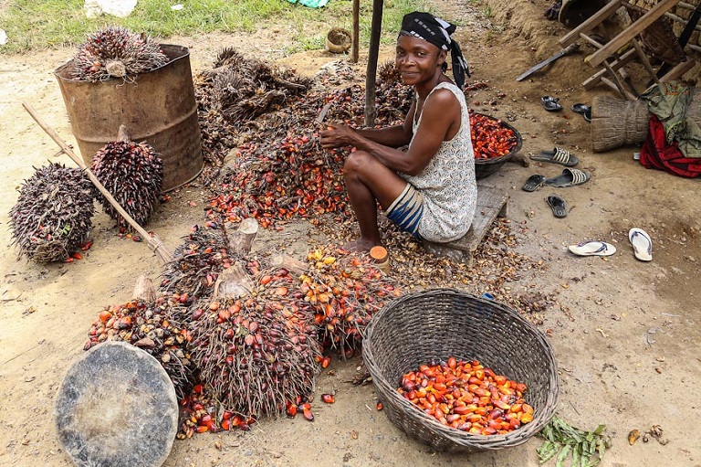 Palm oil nuts in Liberia. Photo via Wikimedia Commongs/Antoshananarivo