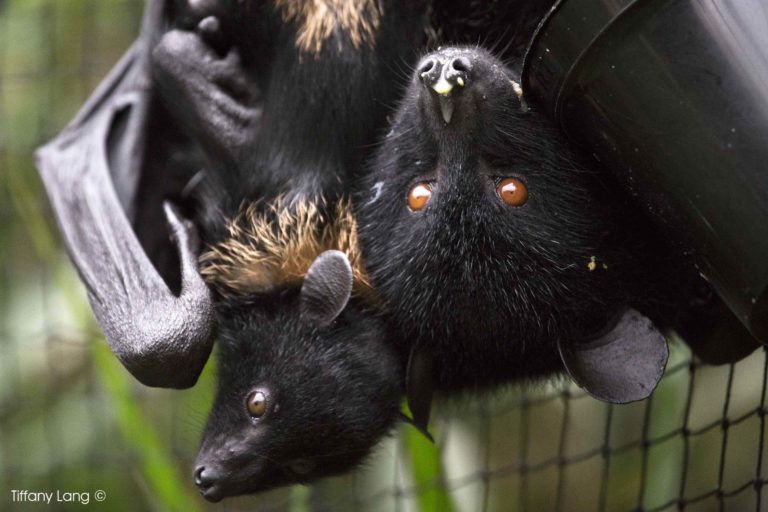 Livingstone’s Fruit Bats at Durrell Wildlife Conservation Trust. Photo Credit: Tiffany Lang.