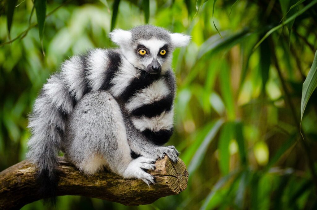 The ancient seafaring fauna of Madagascar