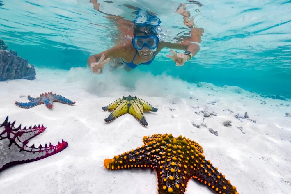 Underwater shot of starfish on sea bed in front of woman snorkeling — Getty Images