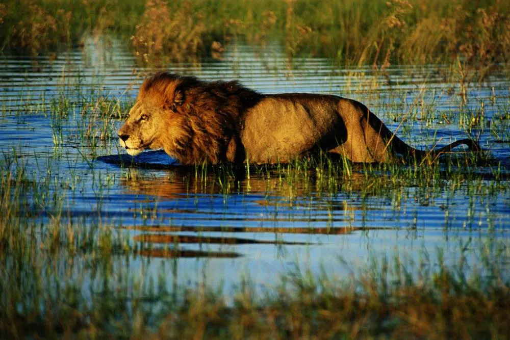 Lion in Okavango Delta waters — Getty Images