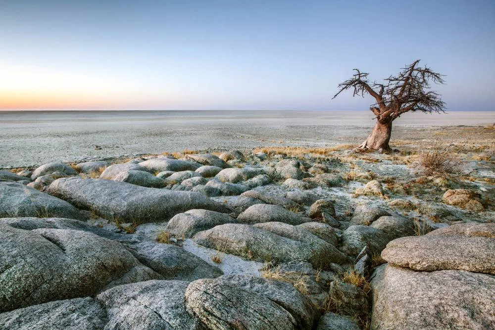 Lone tree on Makgadikgadi Pan — Getty Images