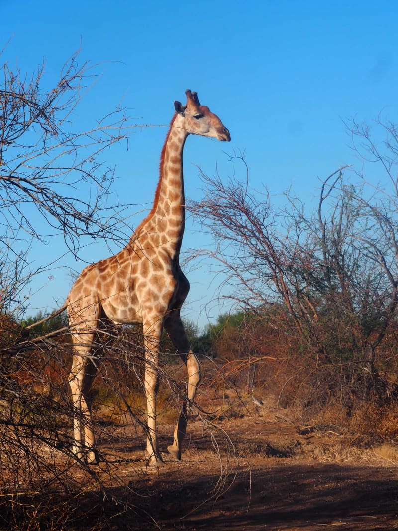 It may stand several metres tall, but the giraffe does not rank among South Africa's Big Five. Andreas Drouve/dpa