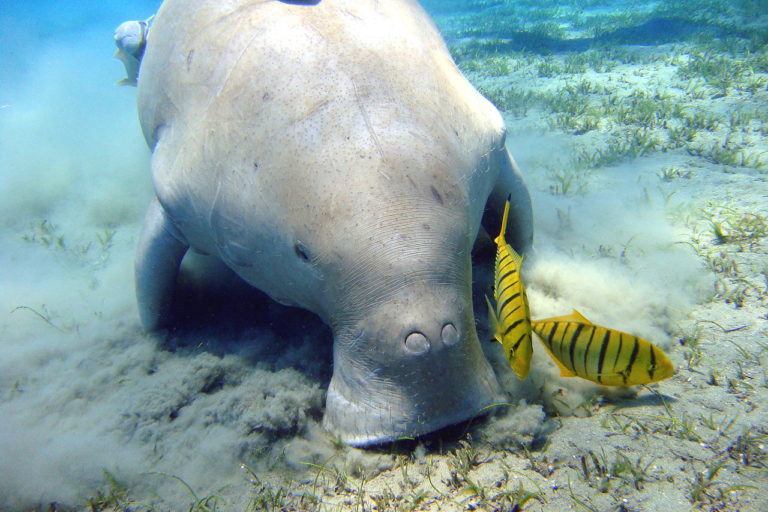 A dugong (Dugong dugong) feeding on seagrass in Egypt. Image by Julien Willem via Creative Commons (CC BY-SA 2.0)