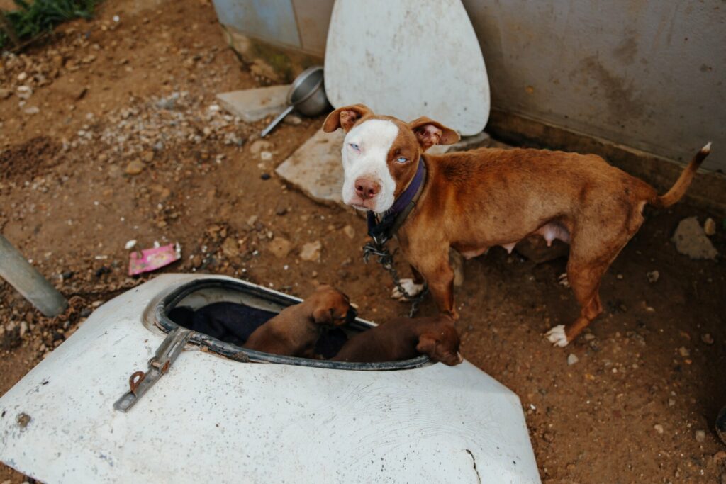 On World Stray Animal Day, helping South Africa’s 4 million homeless dogs and cats protects human health too, says Humane Society International/Africa