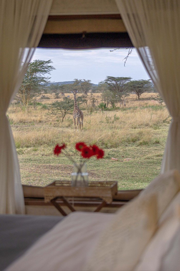 A giraffe spotted through the window of the Olmarei villa