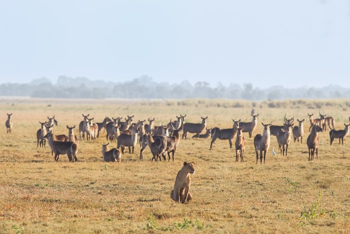 A lioness on the hunt in Mozambique’s Gorongoza national park