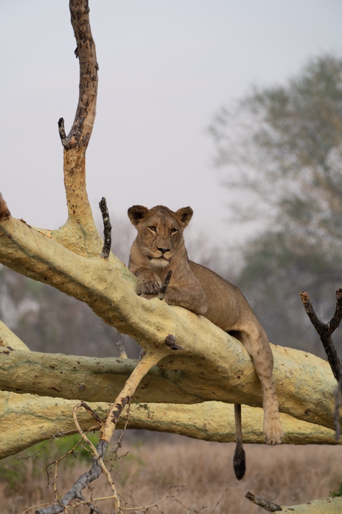 A lioness rests on a tree