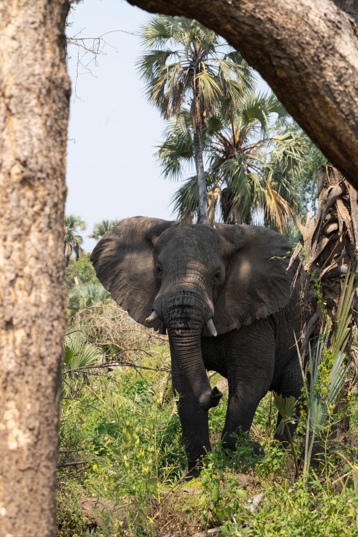 An elephant in the bush in Gorongoza