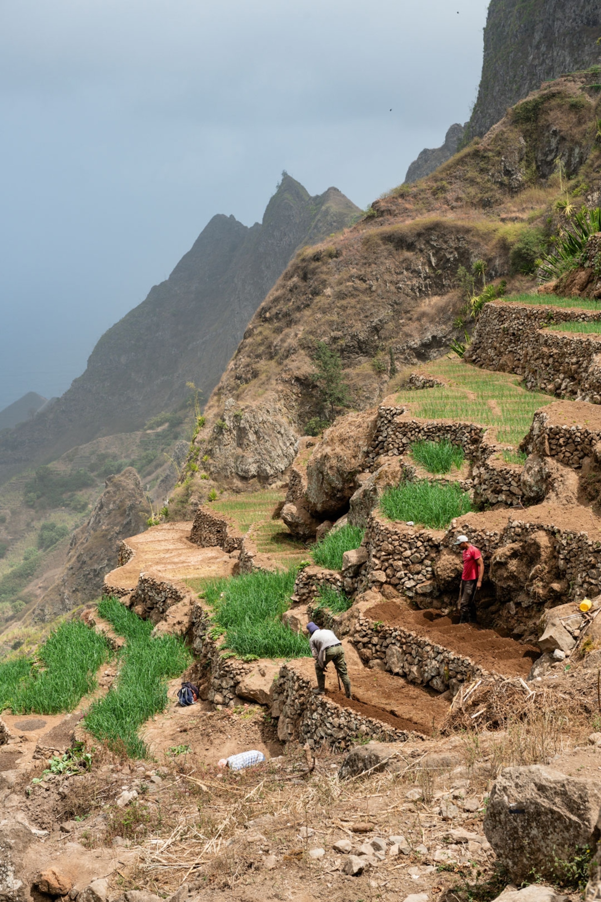 Farmers pulling up spring onions on steep stoned slopes