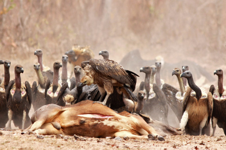 Vultures feed on cattle carcass.