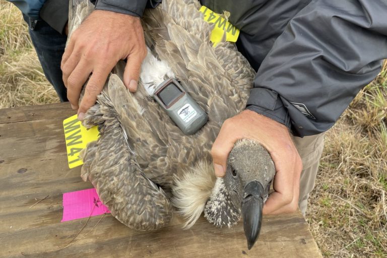 Some of the tracking units deployed on the backs of vultures have sensors that can detect if the bird dies, alerting officials to possible poisoning incidents, Pic credit: Endangered Wildlife Trust