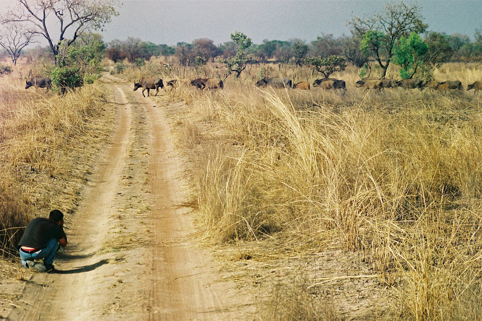 A tourist photographing water buffaloes in Pendjari National Park, Benin. Image by Hugo van Tilborg via Flickr (CC BY-NC-SA 2.0).