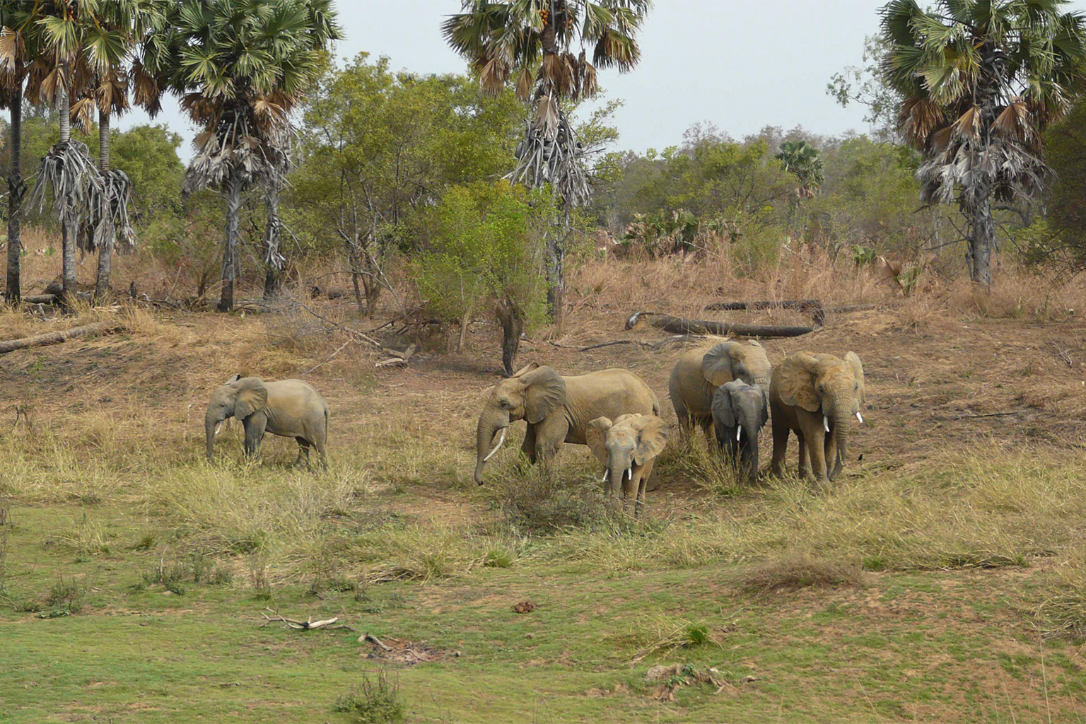 Elephants in Pendjari National Park. Image by Marc Auer via Wikimedia Commons (CC BY 2.0).