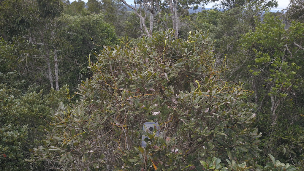 A population of S. impraedicta in the canopy, 10-12 m (33-39 ft) above the ground. A camera trap system is set up to survey flower visitors and potential pollinators. Image courtesy of Eugène Rasamimanana.